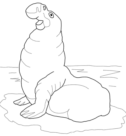 Elephant Seal Or Sea Elephant Coloring Page